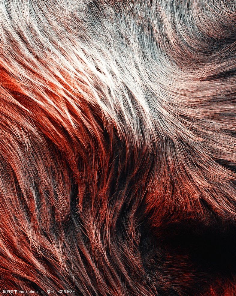 地毯C4D模型动物毛发毛毯狼毛图片