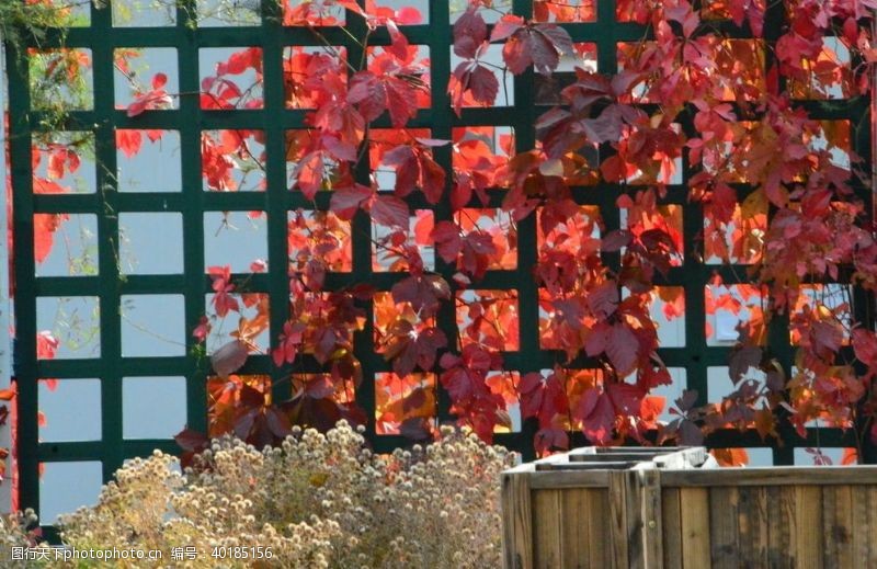 红木彩叶风景图片