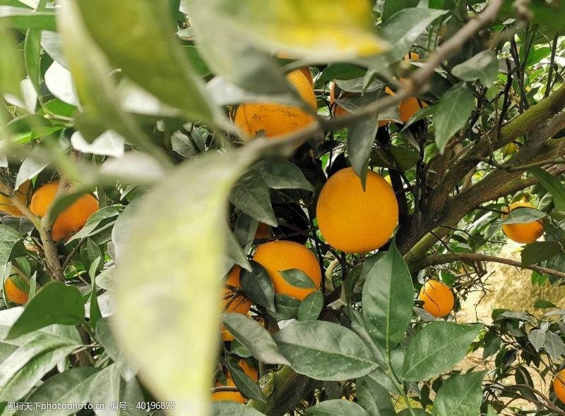 糖果橙子树图片