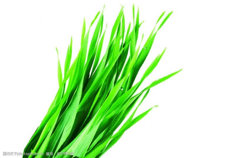 绿色茶大麦草韭菜免抠透明素材图片