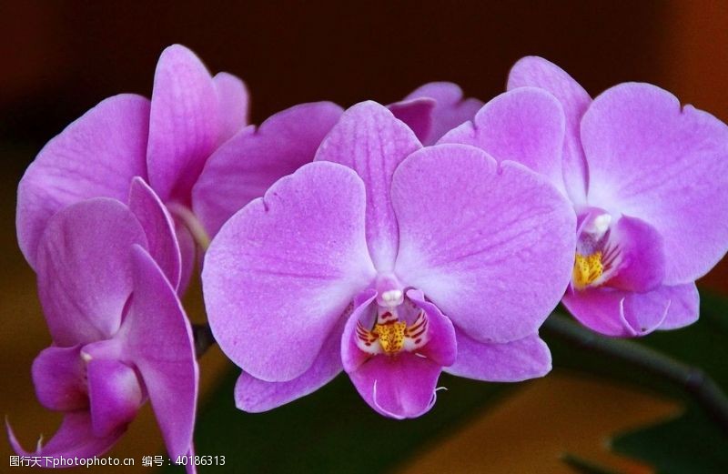 淡紫色背景蝶兰图片