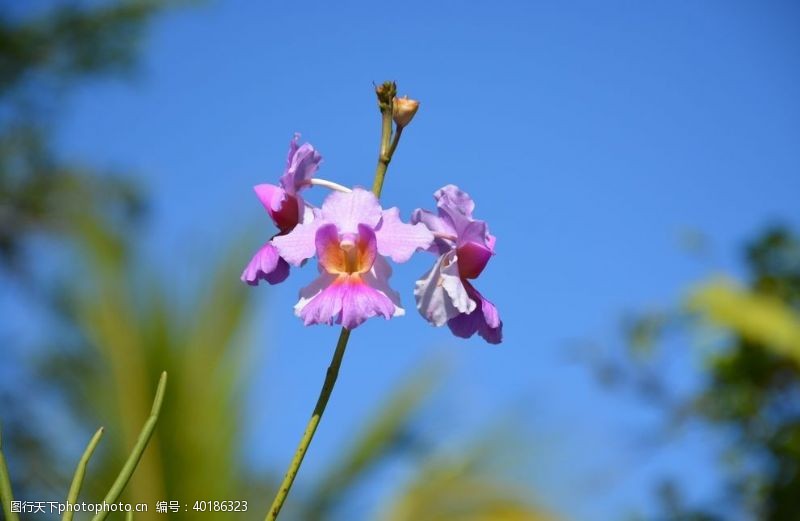 紫色花卉蝶兰图片