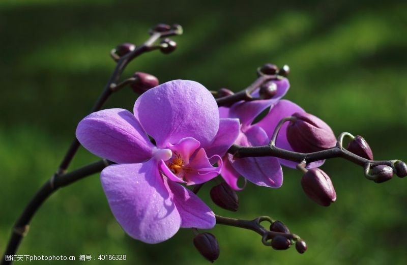 紫色背景蝶兰图片