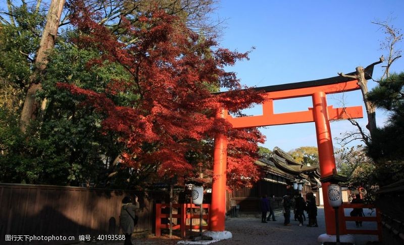 植物特写风景图片