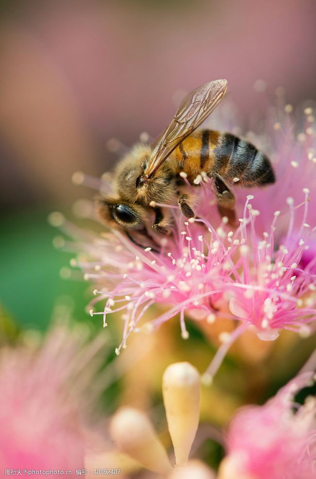 蜜蜂采蜜蜂图片
