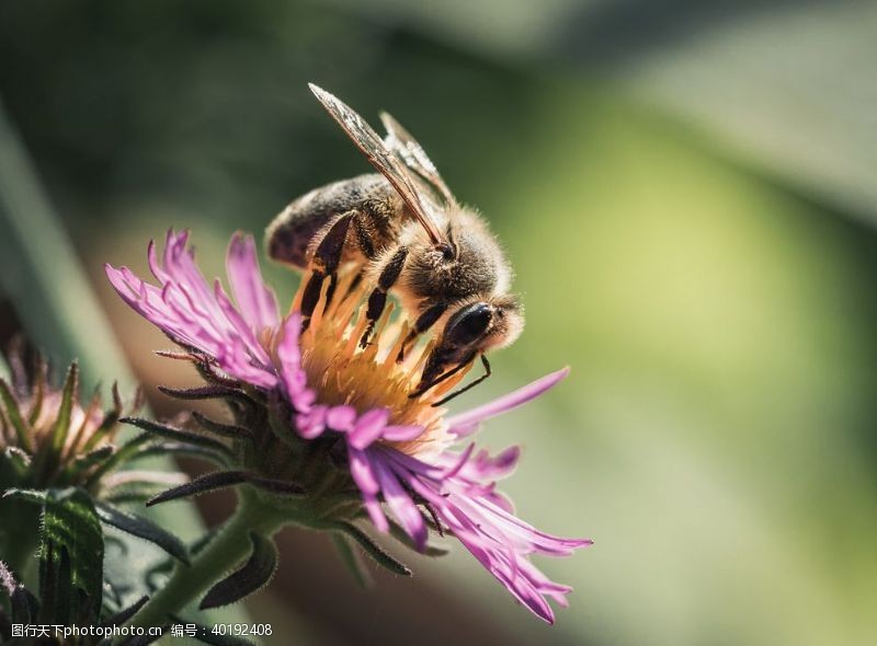 采蜜的蜜蜂蜂图片