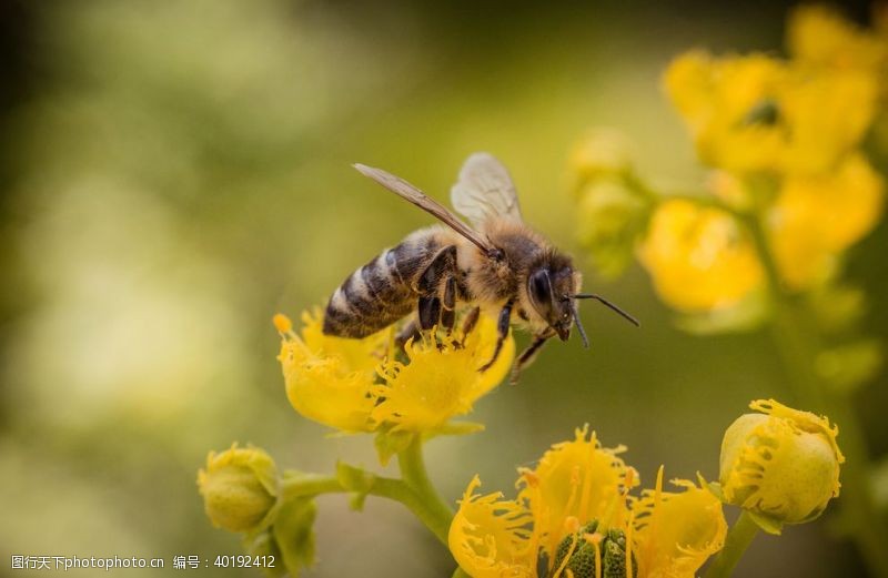 蜜蜂蜂图片