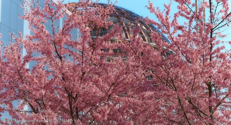 粉色花朵植物树枝背景图片