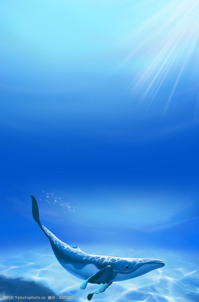 鲸鱼海洋背景图片