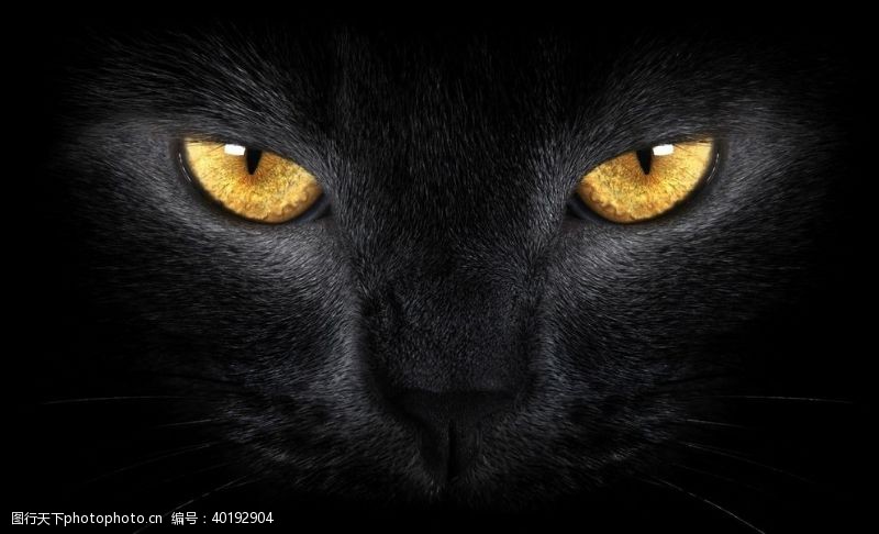 猫眼睛黑色猫图片