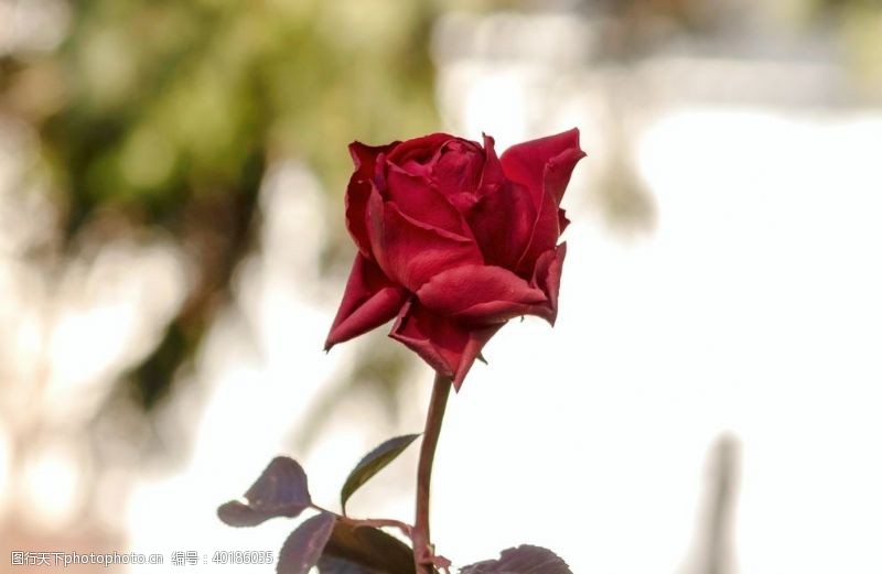 玫瑰花素材红玫瑰花图片