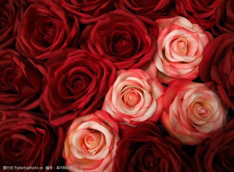 粉玫瑰红玫瑰花图片