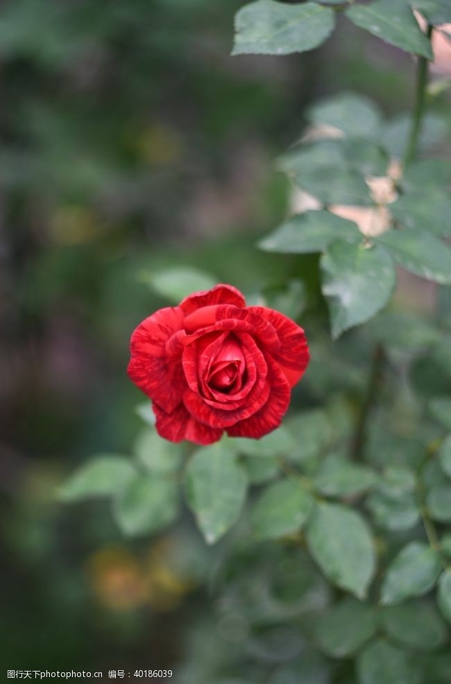 浪漫红玫瑰花图片