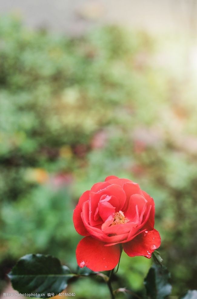 白玫瑰红玫瑰花图片