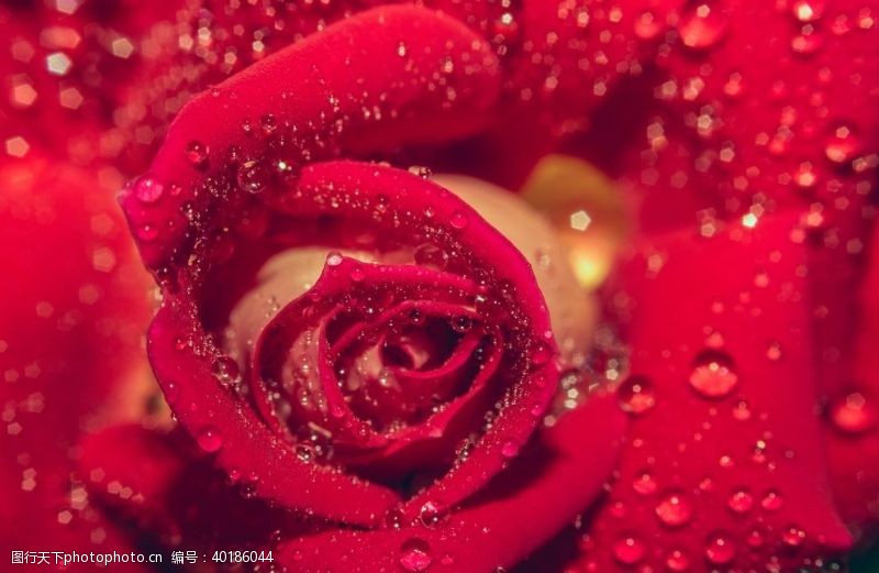 粉玫瑰红玫瑰花图片