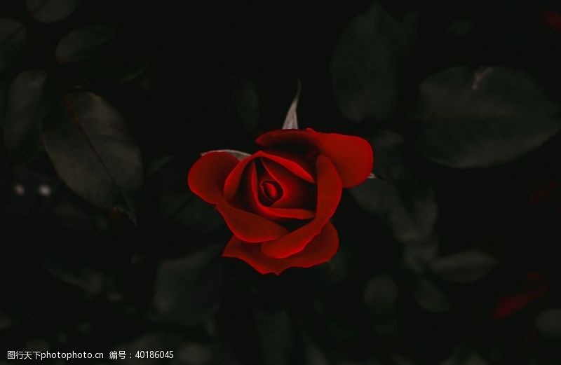 月季花红玫瑰花图片