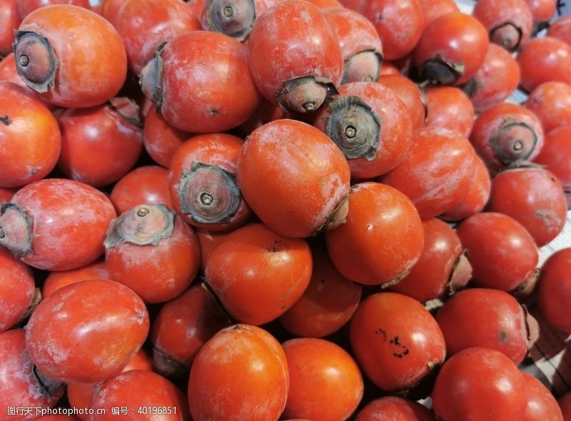 柿果红柿子图片