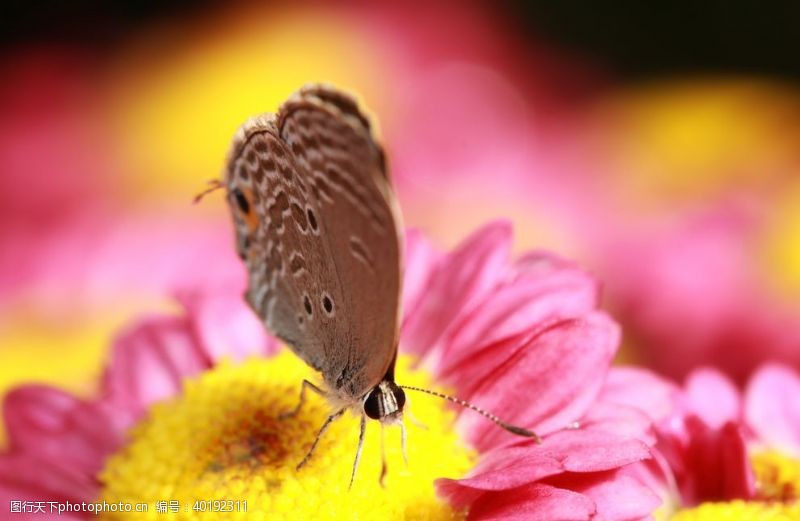 春天色彩蝴蝶图片