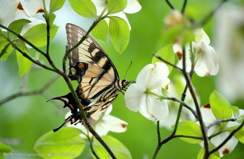 马蜂蝴蝶图片
