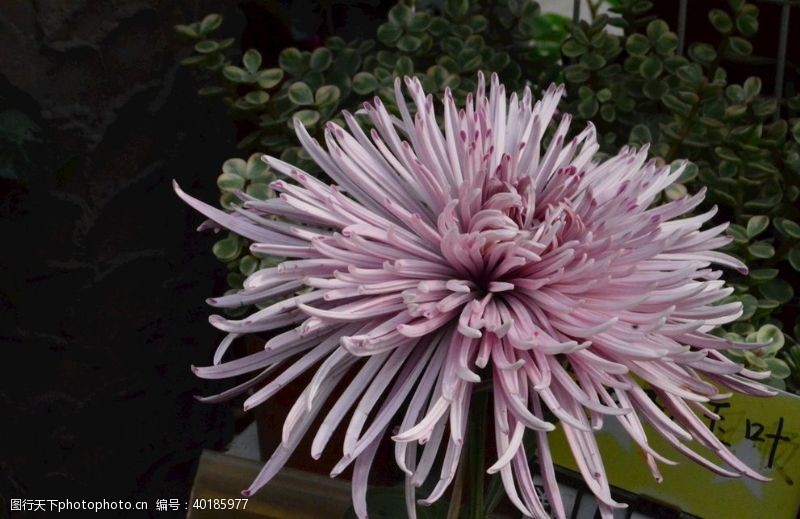 植物园菊花展菊花图片