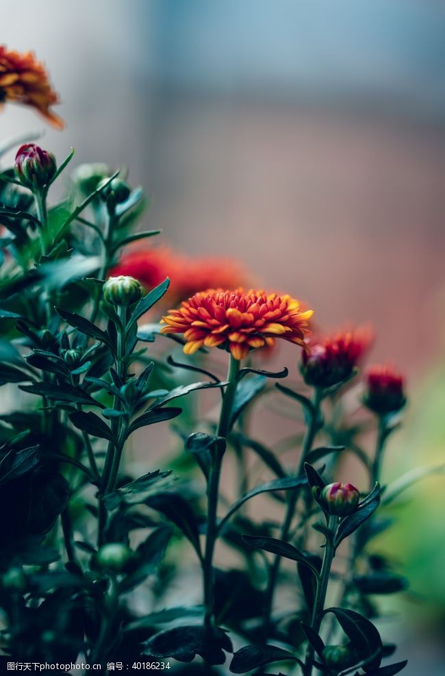 野草草地菊花图片