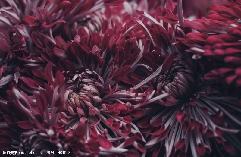 红菊花菊花图片
