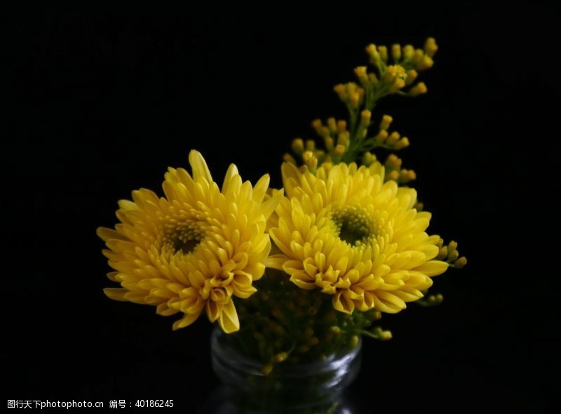 鲜活菊花图片