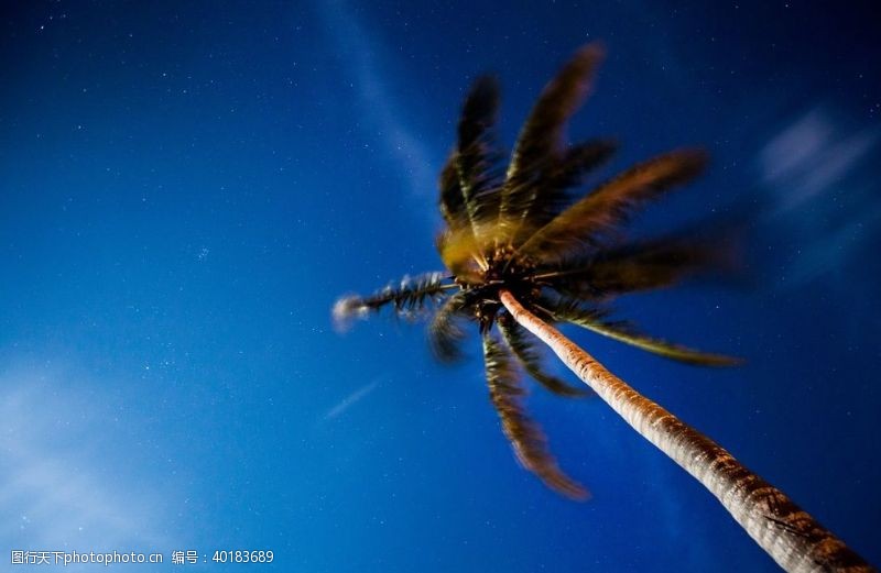 椰子树蓝天图片