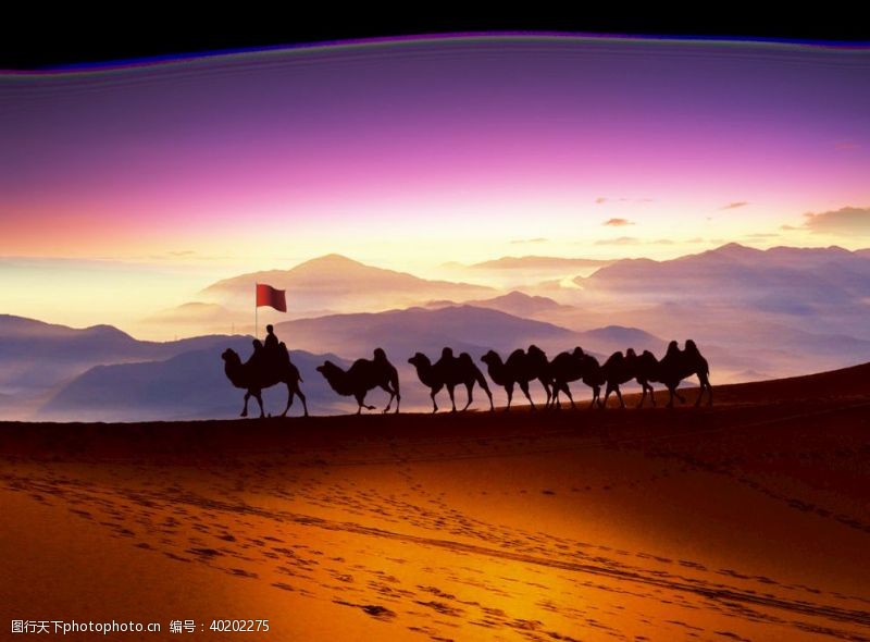 沙漠化骆驼沙漠背景图片
