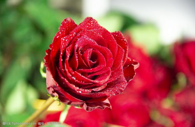 红玫瑰素材玫瑰图片
