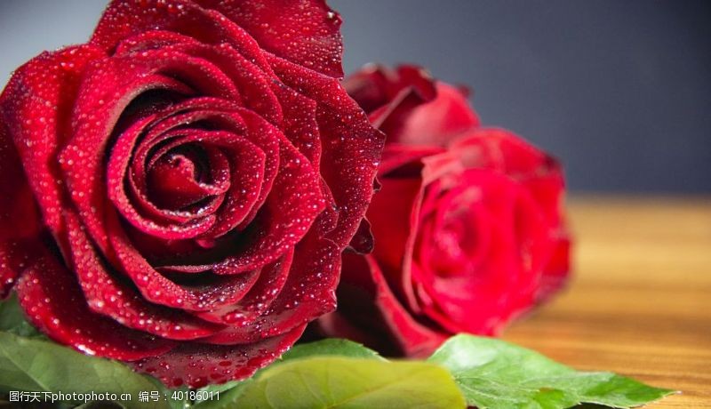 红玫瑰素材玫瑰图片