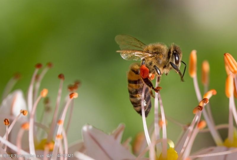 马蜂蜜蜂图片