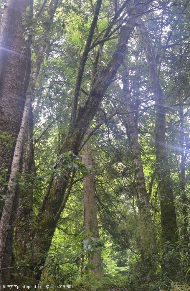绿叶藤森林图片