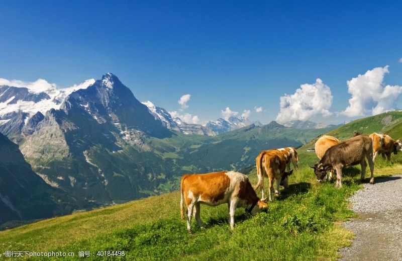 远山山坡上吃草的牛图片