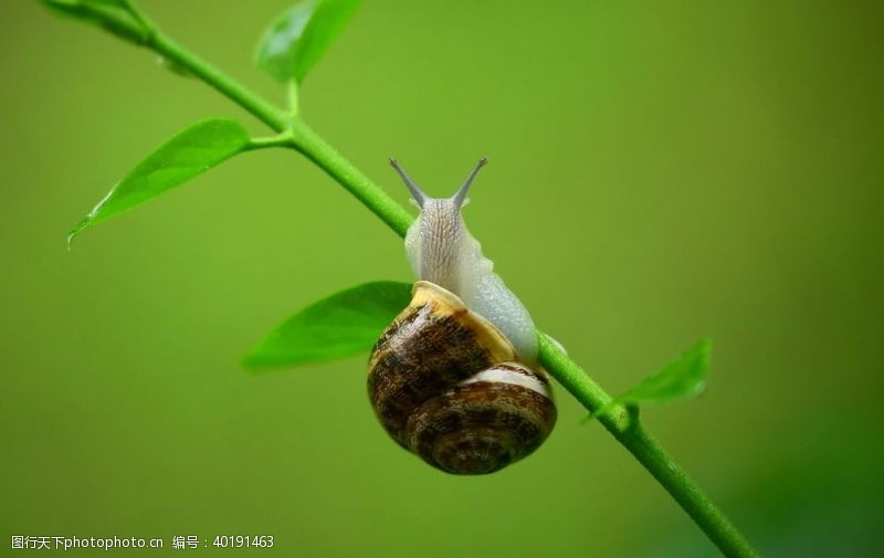 微生物蜗牛图片