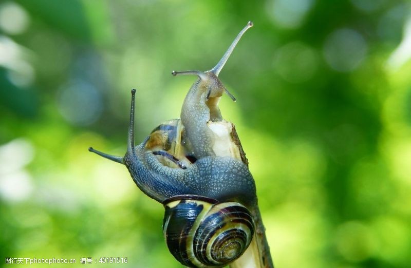 动物世界蜗牛图片