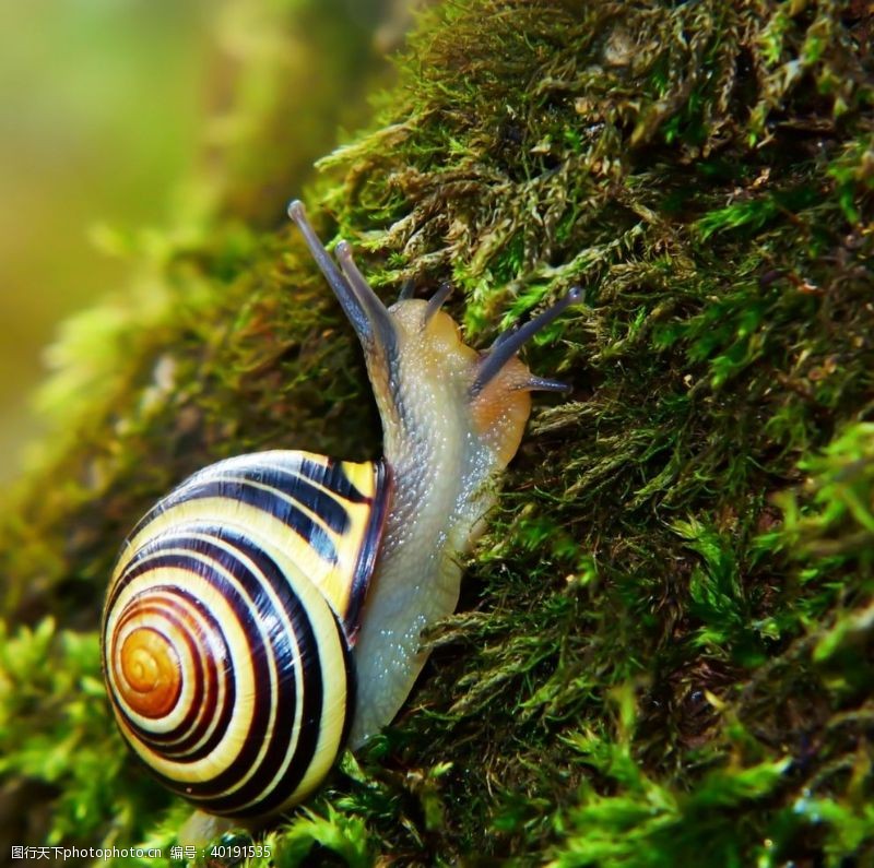 篇蜗牛图片