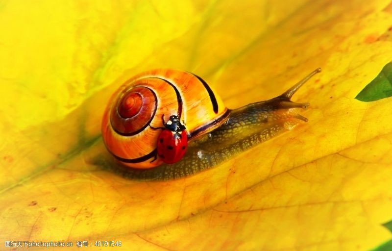蜗蜗蜗牛图片