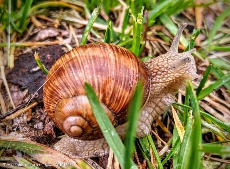 微生物蜗牛图片