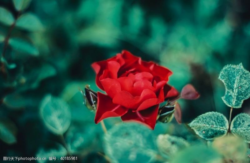 红色花朵鲜红的玫瑰花图片