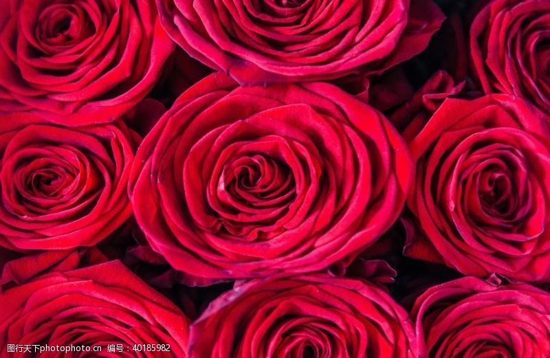 血色鲜红的玫瑰花图片