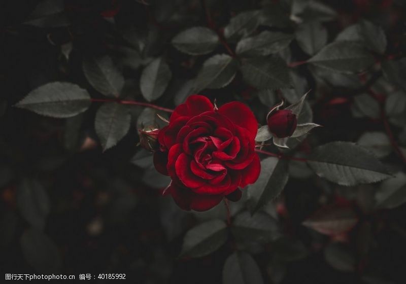红色玫瑰花鲜红的玫瑰花图片