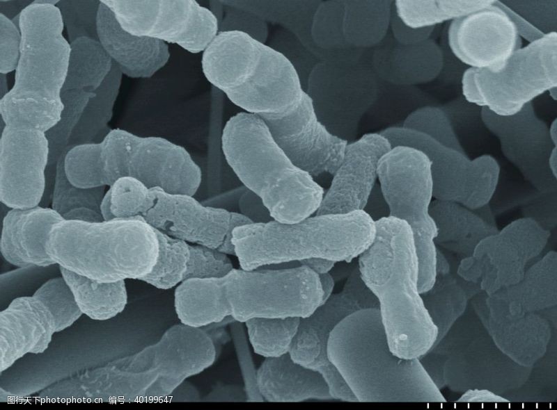微生物细胞电显微镜图片