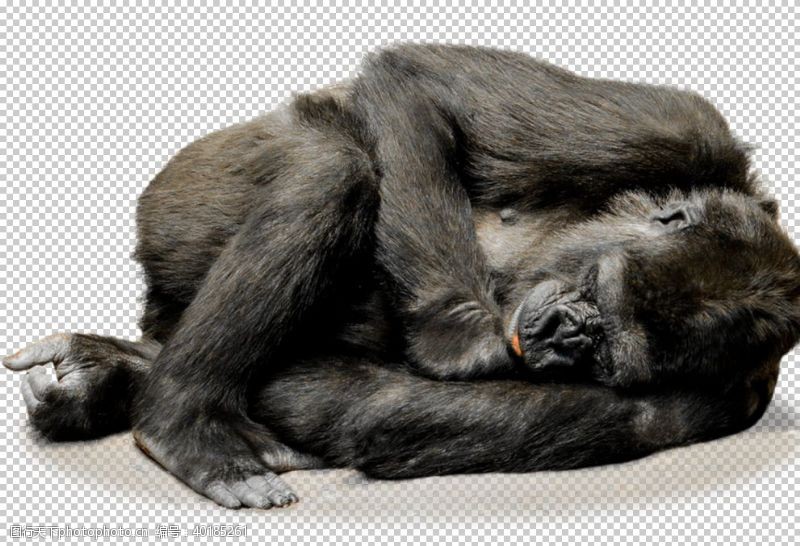 金猴猩猩图片
