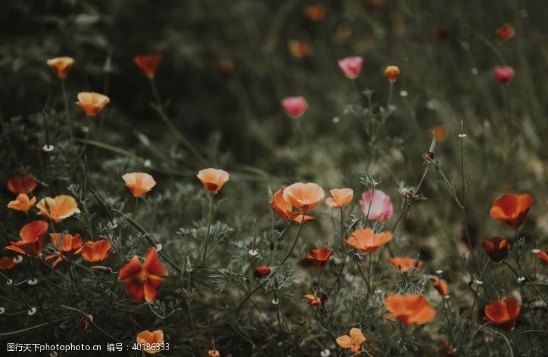 红色花朵罂粟花图片