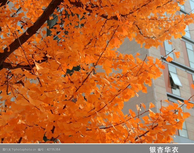 秋天广告银杏图片
