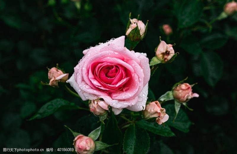 玫瑰花朵月季图片