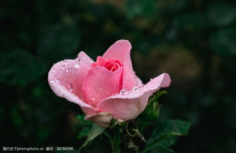 粉玫瑰月季图片
