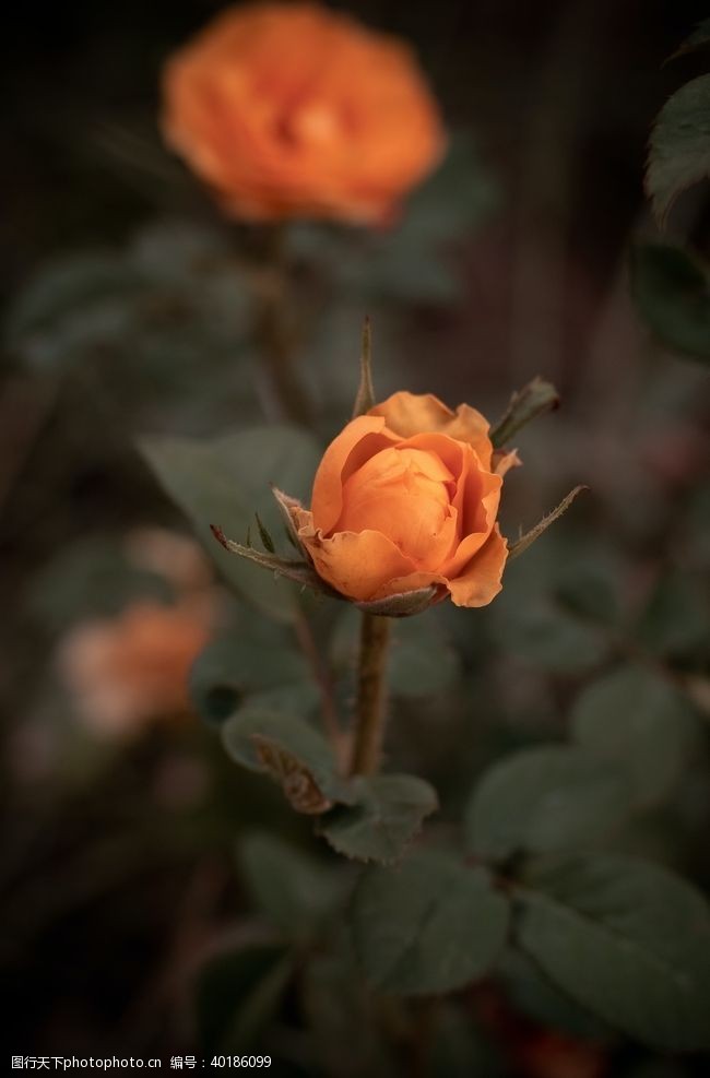 蔷薇花月季图片