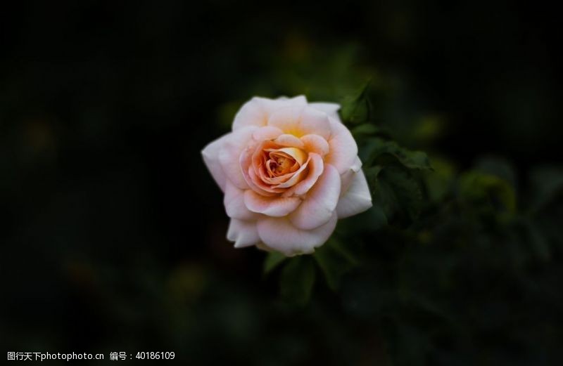 玫瑰花背景月季图片